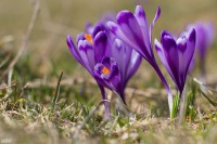 /album/viragok/img-2888-jpg1/