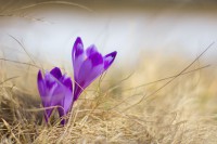 /album/viragok/img-2991-jpg/