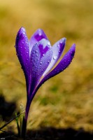 /album/viragok/img-5249-jpg/