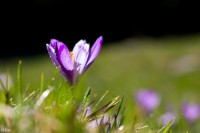 /album/viragok/img-5287-jpg/